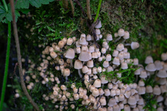 Mycena