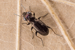 Notiophilus palustris