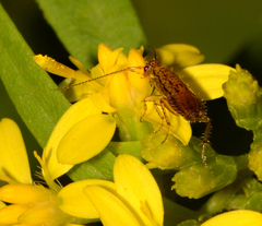 Ectobius pallidus