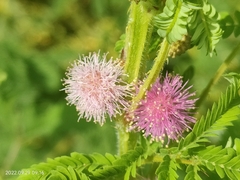 Mimosa quadrivalvis