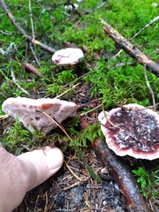 Hydnellum peckii
