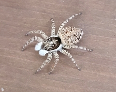 Menemerus semilimbatus