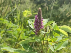 Grona heterocarpos