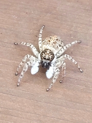 Menemerus semilimbatus