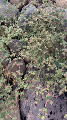 Euphorbia arizonica