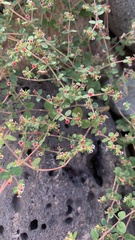 Euphorbia arizonica