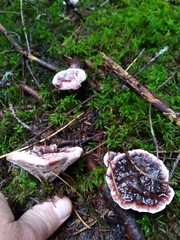 Hydnellum peckii