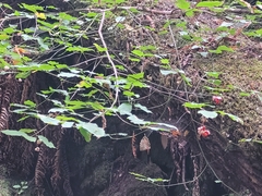 Euonymus occidentalis occidentalis