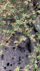 Euphorbia arizonica