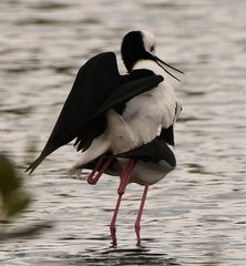 Himantopus leucocephalus