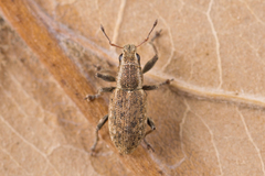 Sitona lateralis