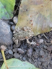 Anaxyrus boreas halophilus