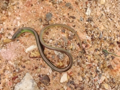 Ophiodes striatus