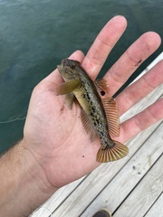 Neogobius melanostomus