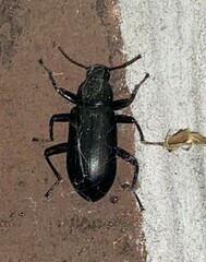 Alobates pensylvanicus