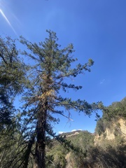 Pseudotsuga macrocarpa