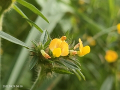 Stylosanthes biflora