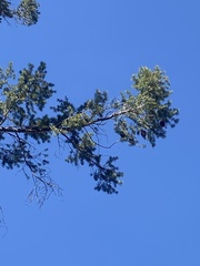 Pseudotsuga macrocarpa