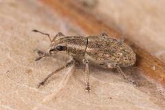 Sitona lateralis
