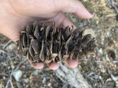 Pseudotsuga macrocarpa