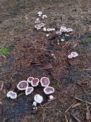 Hydnellum peckii
