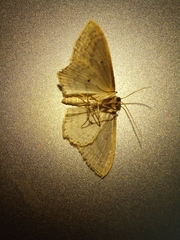 Scopula perlata