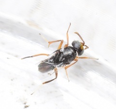 Encyrtidae