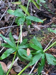 Lilium pardalinum pardalinum