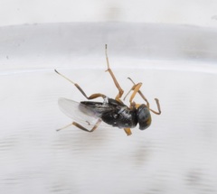 Encyrtidae