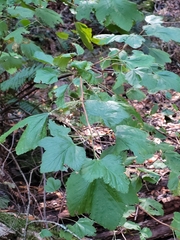 Ribes sanguineum glutinosum
