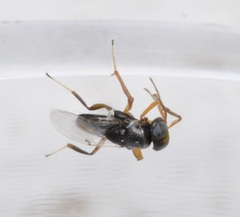 Encyrtidae