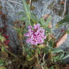 Centranthus ruber