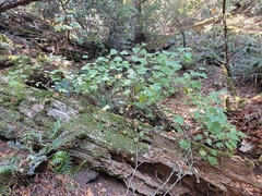 Ribes sanguineum glutinosum