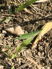 Atractomorpha sinensis