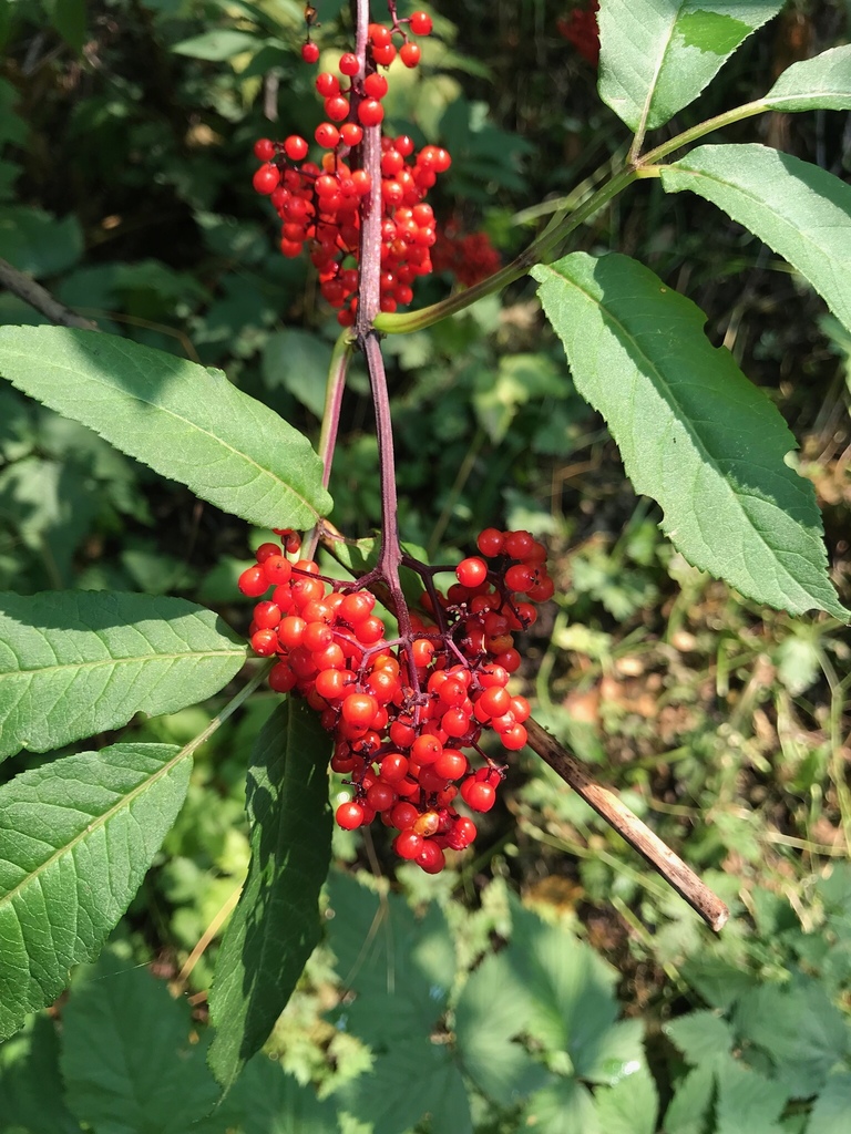 Sambucus racemosa — an easy houseplant, prefers partial sun light