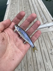 Cyprinella spiloptera