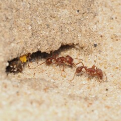 Pogonomyrmex comanche
