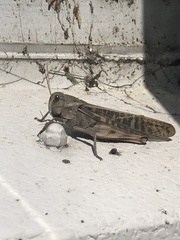 Locusta migratoria
