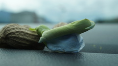 Psophocarpus tetragonolobus