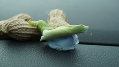 Psophocarpus tetragonolobus