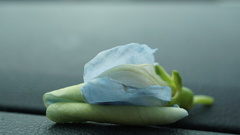 Psophocarpus tetragonolobus