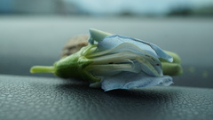 Psophocarpus tetragonolobus