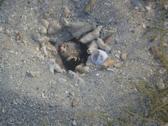 Cryptocentrus leucostictus