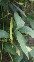 Psophocarpus tetragonolobus