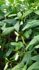 Psophocarpus tetragonolobus