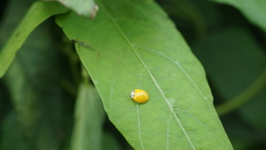 Psophocarpus tetragonolobus