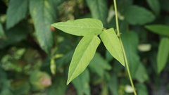 Psophocarpus tetragonolobus