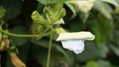 Psophocarpus tetragonolobus