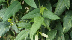 Psophocarpus tetragonolobus