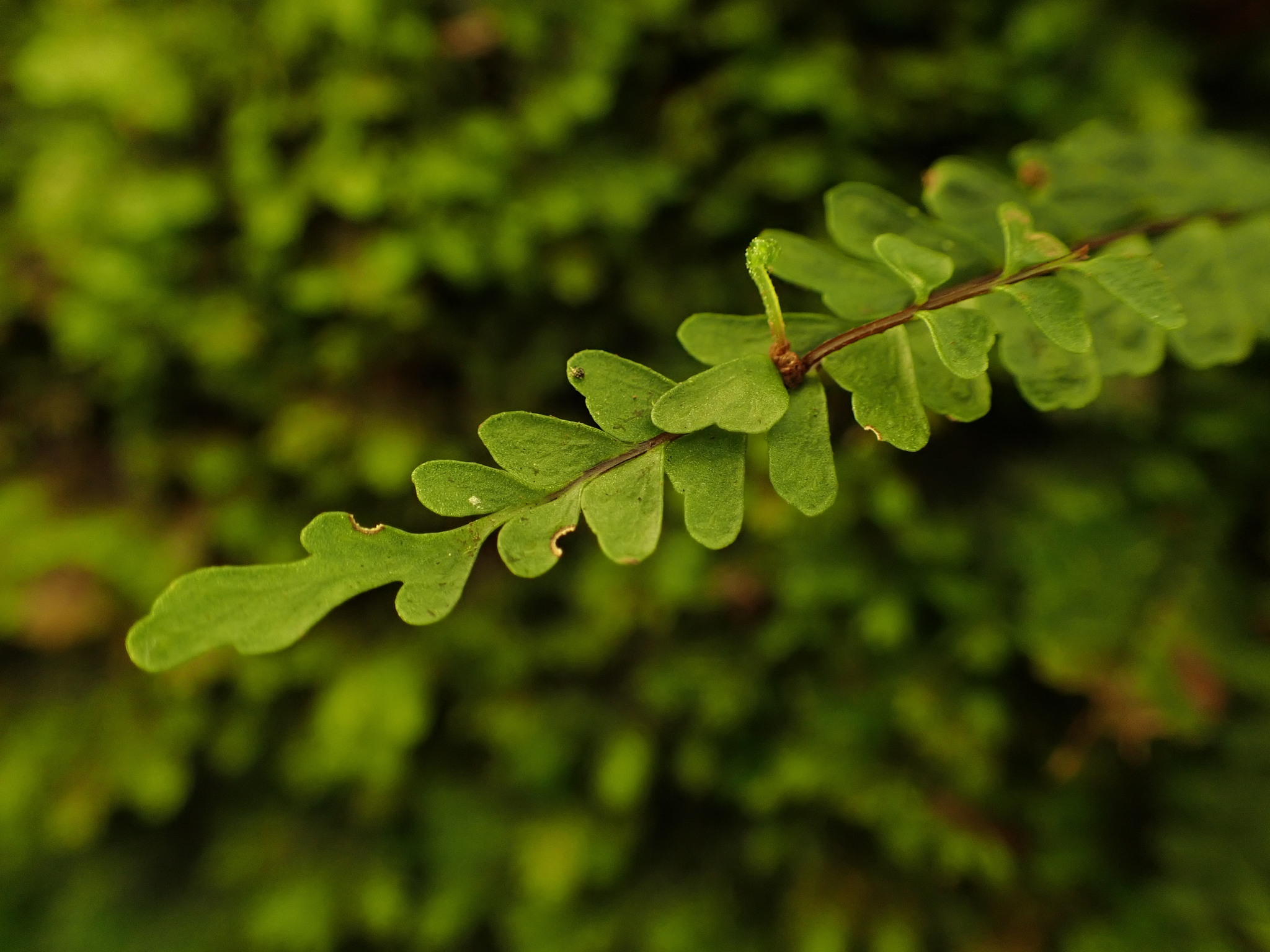 Asplenium hobdyi